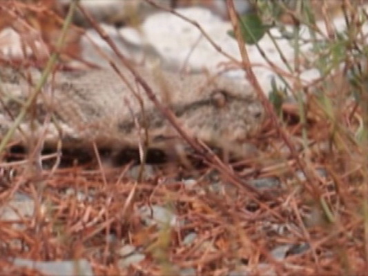 Житель Агдамского района держит в своем дворе ядовитую змею - ВИДЕО
