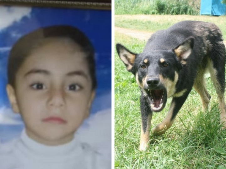 В Сумгайыте девочка умерла от укуса собаки. Как же решить проблему бездомных животных?