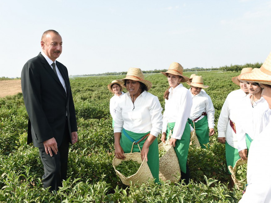 Президент Ильхам Алиев осмотрел чайные плантации ООО «Астарачай» в Лянкяране - ФОТО