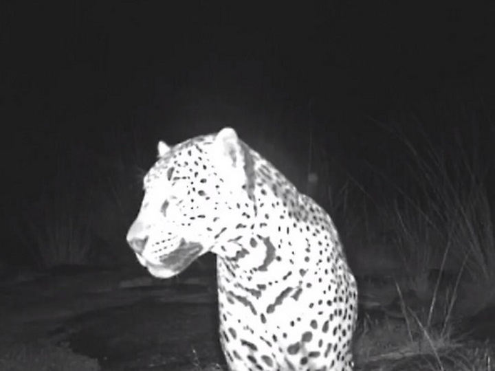 Редкий белый ягуар попал в объектив автоматической камеры - ВИДЕО