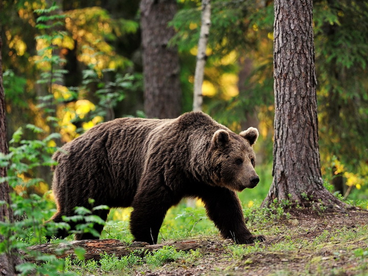 В России медведь насмерть задрал ребенка