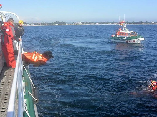На празднике в Италии собаки спасли восемь человек в море
