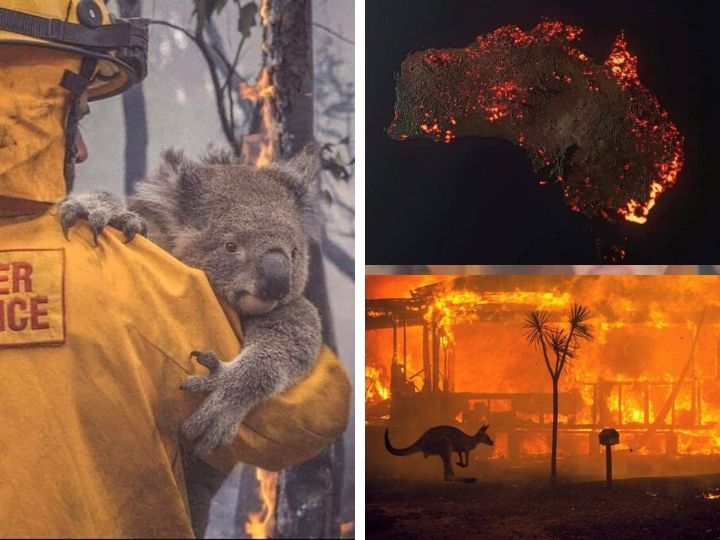 Масштабы трагедии в Австралии: Гибнут миллионы животных, дым достиг Чили – ФОТО - ВИДЕО