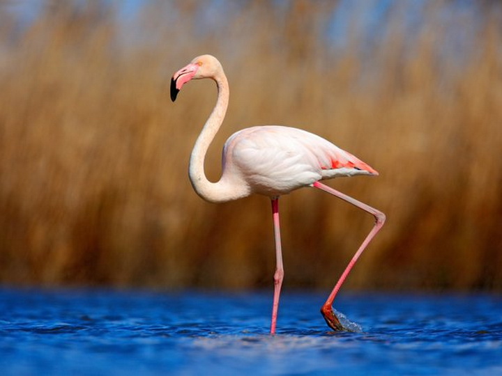 Розовые фламинго – очарование Гызылагачского национального парка Азербайджана – ФОТО 