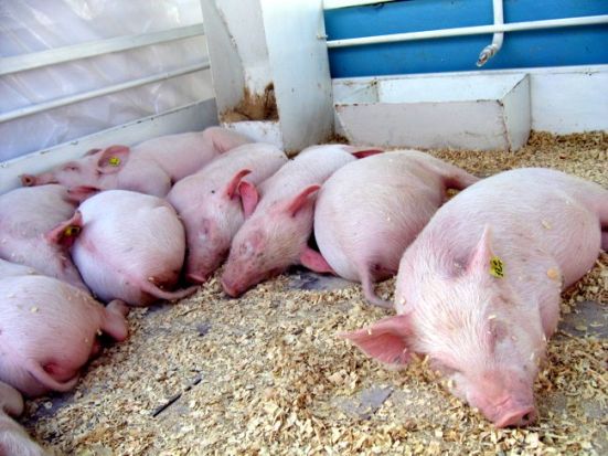 Исмаил Гасанов: «Африканская чума свиней не опасна для человека»