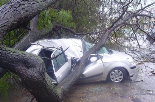Рухнувшее на автомобиль дерево унесло жизни двоих людей